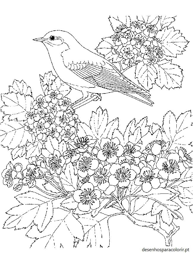 Desenhos de pássaros 43